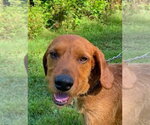 Small #2 Airedale Terrier-Redbone Coonhound Mix