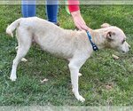 Small Photo #25 Chinese Shar-Pei-Labrador Retriever Mix Puppy For Sale in Rustburg, VA, USA
