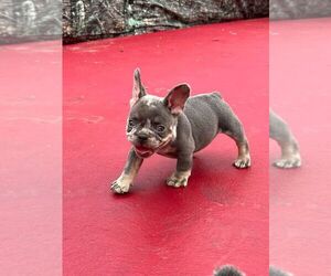 French Bulldog-Mauxie Mix Puppy for sale in MIAMI, FL, USA