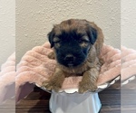 Small #1 Soft Coated Wheaten Terrier