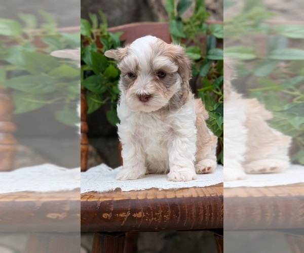 Medium Photo #48 Havanese Puppy For Sale in GOSHEN, IN, USA