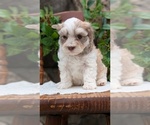 Small Photo #48 Havanese Puppy For Sale in GOSHEN, IN, USA