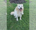 Small #4 Retriever  Mix