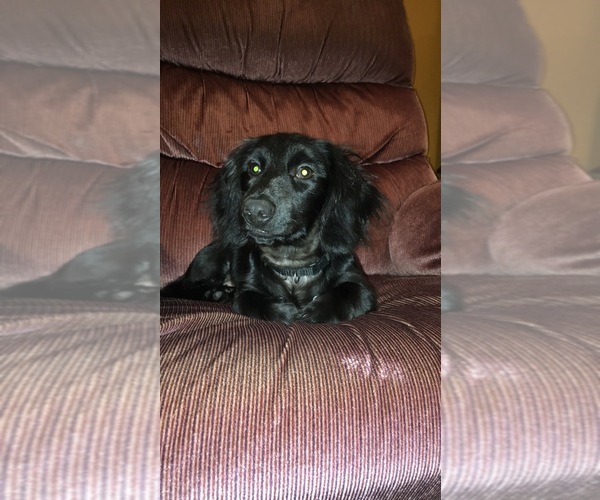 Medium Photo #1 Dachshund Puppy For Sale in DUNN, NC, USA