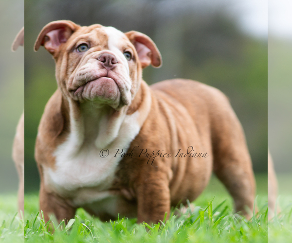 Medium Photo #10 Bulldog Puppy For Sale in WARSAW, IN, USA