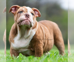 Small #9 Bulldog