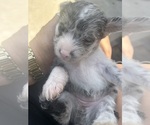 Small #4 Scottish Terrier