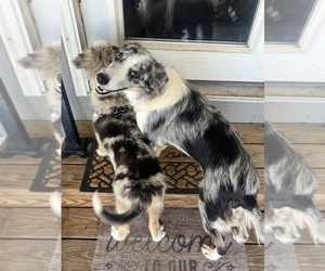 Mother of the Border Collie puppies born on 06/08/2026