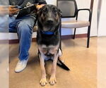 Small #2 German Shepherd Dog Mix