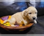 Small Photo #7 Golden Retriever Puppy For Sale in CHIMACUM, WA, USA
