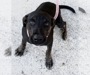 Saoirse Doglando Graduate FH - Female Mutt Dog for Adoption - Photo #14