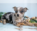 Small Photo #25 Chihuahua Puppy For Sale in FREDERICKTOWN, OH, USA