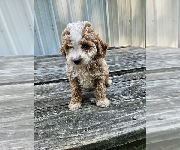 Medium Photo #1 Goldendoodle mix (+ Poodle Miniature) Puppy For Sale in NILES, MI, USA