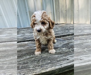 Medium Goldendoodle mix (+ Poodle Miniature)
