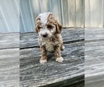 Puppy Chip Goldendoodle mix (+ Poodle Miniature)