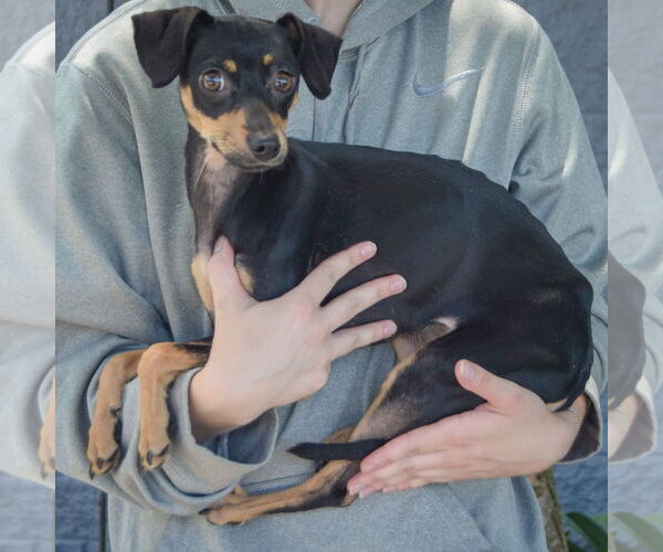 Medium Photo #4 Chipin Puppy For Sale in Huntley, IL, USA