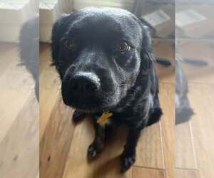 American Pit Bull Terrier-Australian Shepherd Mix Dogs for adoption in Sandy, UT, USA