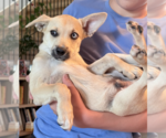 Small #3 Siberian Husky Mix