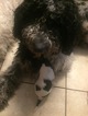 Small Photo #1 Goldendoodle Puppy For Sale in PORT RICHEY, FL, USA
