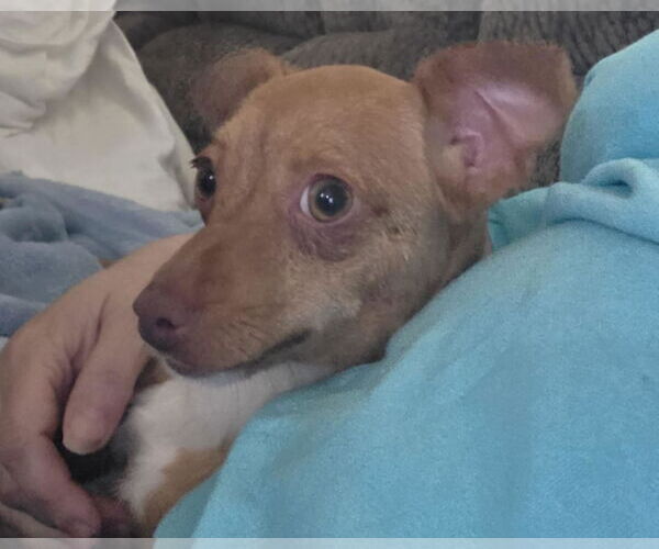 Medium Photo #2 Chihuahua-Unknown Mix Puppy For Sale in Minneapolis, MN, USA