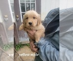 Small Photo #6 Golden Retriever Puppy For Sale in BENTON, IL, USA