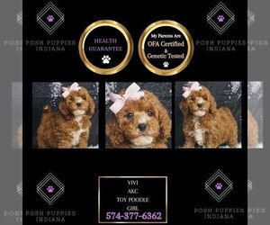 Poodle (Miniature) Puppy for sale in WARSAW, IN, USA