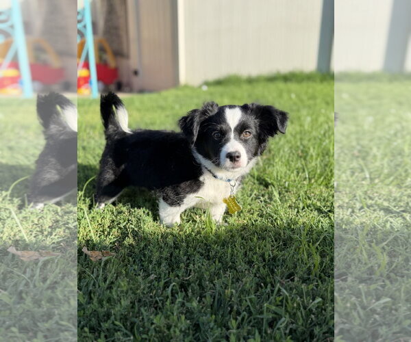 Medium Photo #2 Australian Shepherd-Unknown Mix Puppy For Sale in Sandy, UT, USA