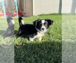 Small #1 Australian Shepherd Mix