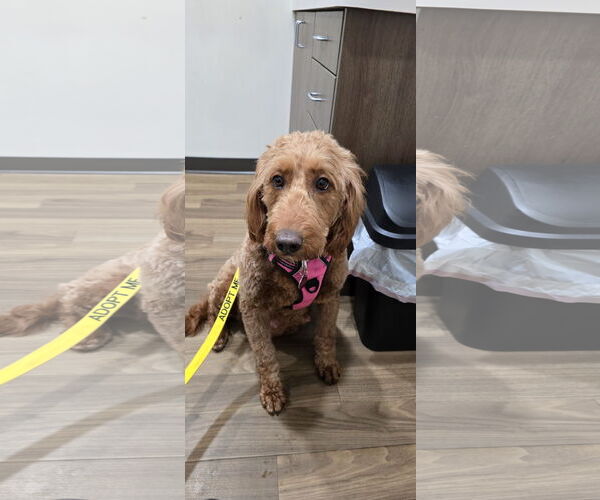 Medium Photo #4 Goldendoodle Puppy For Sale in St. Louis Park, MN, USA
