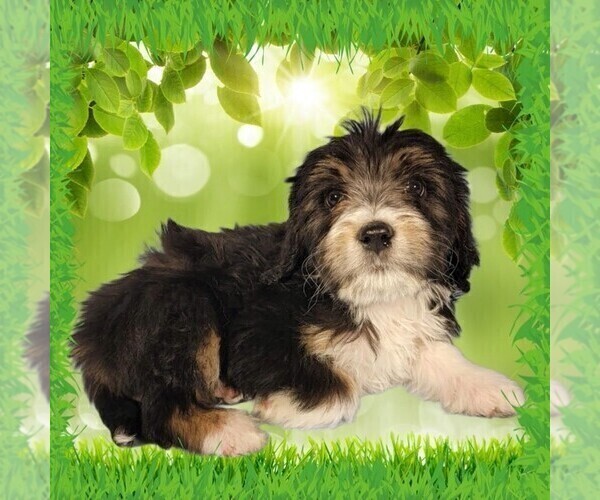 Medium Photo #49 Bernedoodle (Miniature) Puppy For Sale in BLACK FOREST, CO, USA