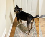 Small Photo #4 Mutt Puppy For Sale in Boston, MA, USA