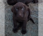 Small Photo #4 Labrador Retriever Puppy For Sale in BENTS FORT, CO, USA