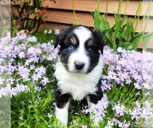 Miniature Australian Shepherd Puppy for Sale in SANDOWN, New Hampshire USA