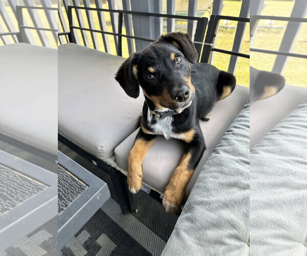 Medium Photo #2 Mutt Puppy For Sale in Garner, NC, USA