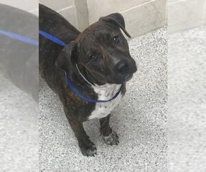 Mutt Dogs for adoption in Conroe, TX, USA