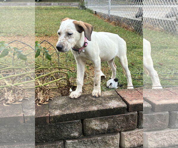 Medium Photo #3 Mutt Puppy For Sale in Parker Ford, PA, USA