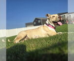 Small #44 American Pit Bull Terrier Mix