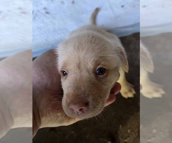 Medium Photo #13 Labrador Retriever Puppy For Sale in REXFORD, NY, USA