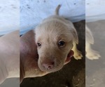 Small #12 Labrador Retriever