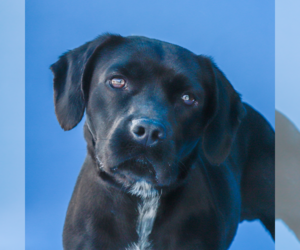 Puggle Dogs for adoption in Pasadena, CA, USA