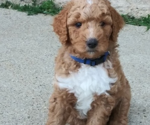 Aussiedoodle Puppy for sale in CHADWICK, IL, USA