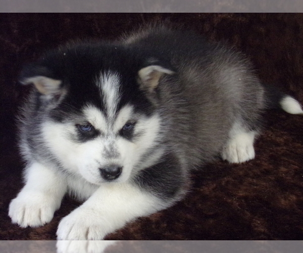 Medium Photo #2 Wolf Hybrid Puppy For Sale in SAINT IGNATIUS, MT, USA