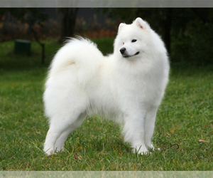 Samoyed Puppy for sale in Wolfsberg, Carinthia, Austria