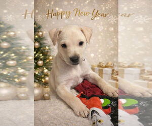 Bulldog-Unknown Mix Dogs for adoption in Sanford, FL, USA