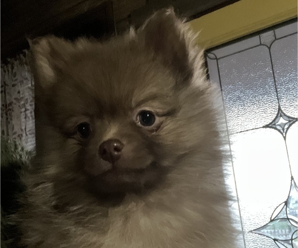 Medium Photo #1 Pomeranian Puppy For Sale in MIDDLETOWN, OH, USA