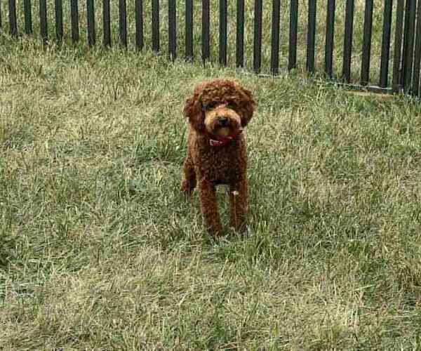 Medium Photo #1 Poodle (Toy) Puppy For Sale in WARSAW, IN, USA