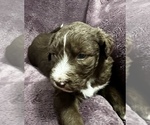 Small Photo #8 Poodle (Standard)-Siberian Husky Mix Puppy For Sale in LADYSMITH, WI, USA