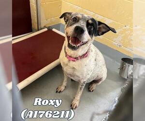 Mutt Dogs for adoption in Tulsa, OK, USA