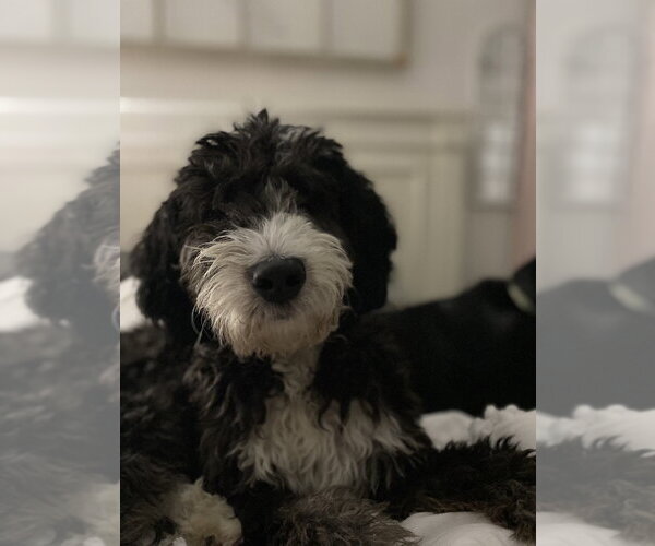 Medium Photo #2 Bernedoodle Puppy For Sale in Strongsville, OH, USA