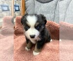 Puppy Puppy 5 Australian Shepherd